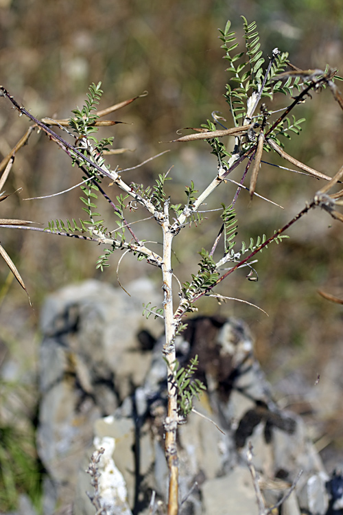 Image of Astragalus neolipskyanus specimen.