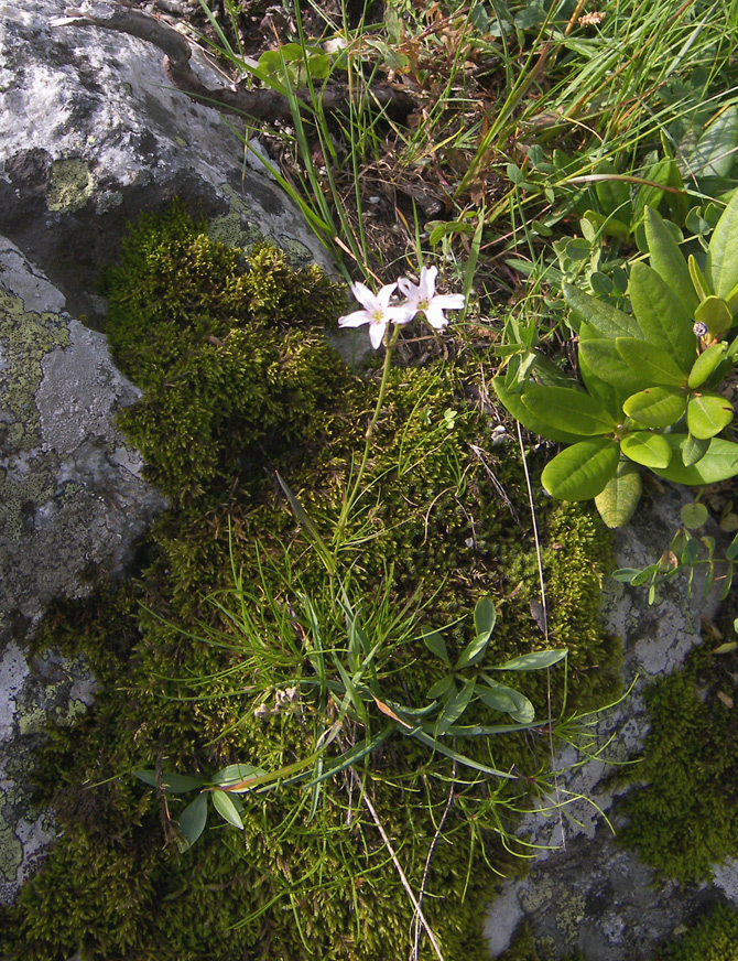 Image of Gypsophila tenuifolia specimen.