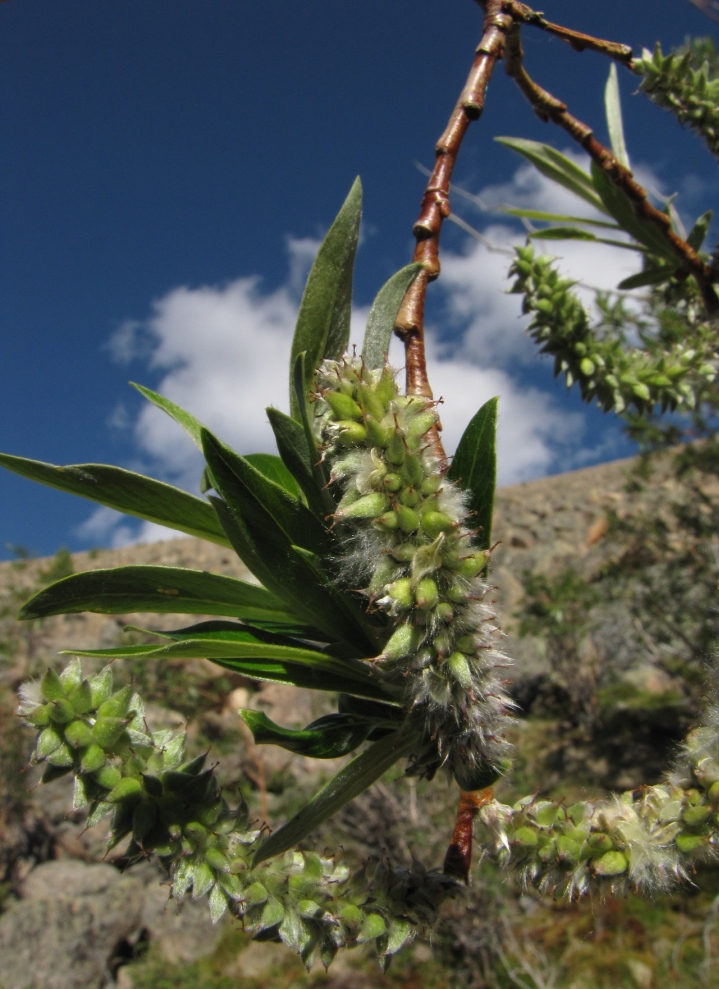 Image of Salix sajanensis specimen.