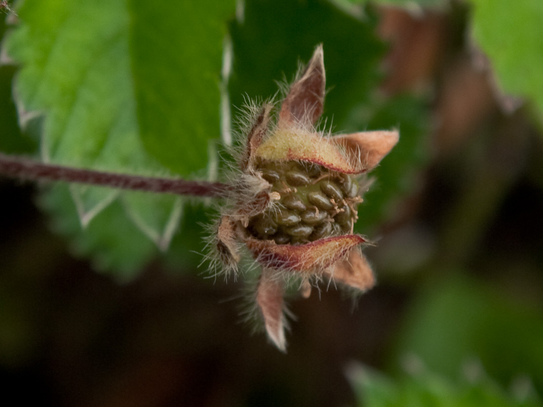 Image of Potentilla stolonifera specimen.