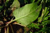 Rumex spinosus. Прикорневой лист (вид с обратной стороны). Израиль, Шарон, г. Герцлия, обрабатываемое поле. 30.11.2011.