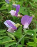 Lathyrus laxiflorus. Цветки. Крым, окраины г. Ялты. 25 мая 2012 г.