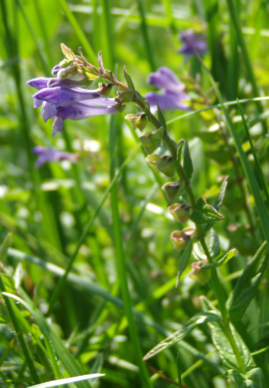 Изображение особи Scutellaria hastifolia.