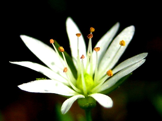 Изображение особи Stellaria bungeana.