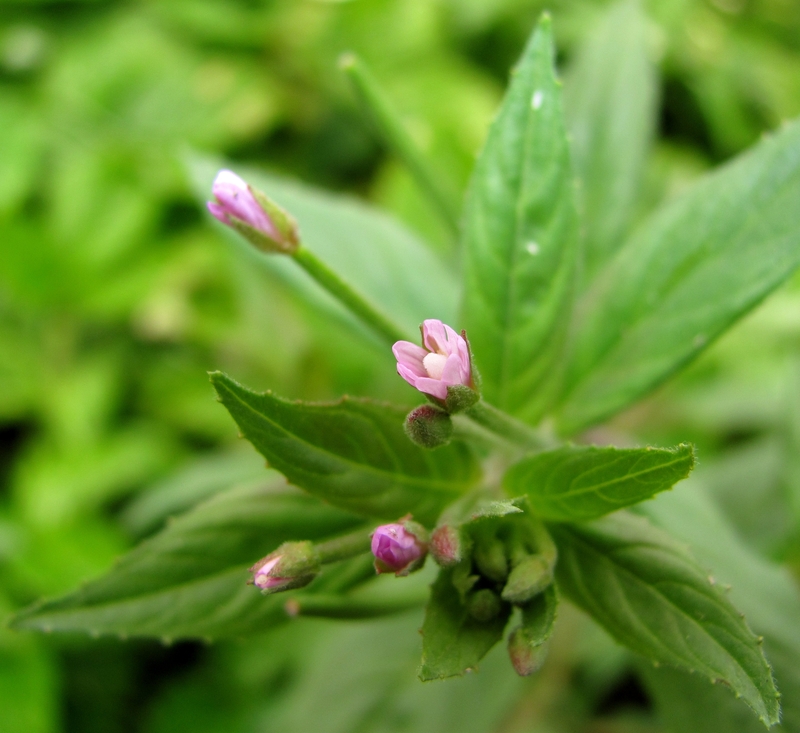 Image of Epilobium roseum specimen.