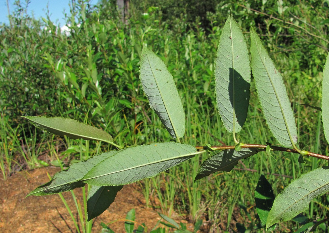 Image of Salix &times; tetrapla specimen.