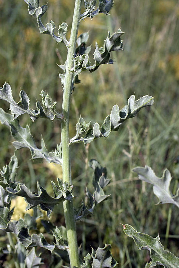 Изображение особи Cirsium incanum.