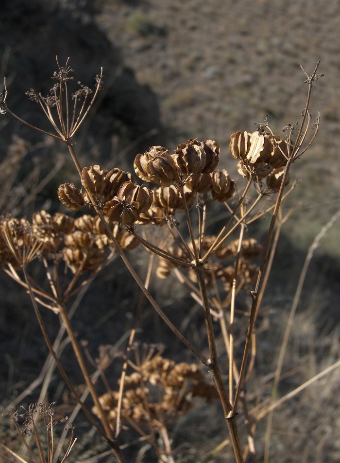 Image of Prangos ferulacea specimen.