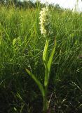 Dactylorhiza ochroleuca