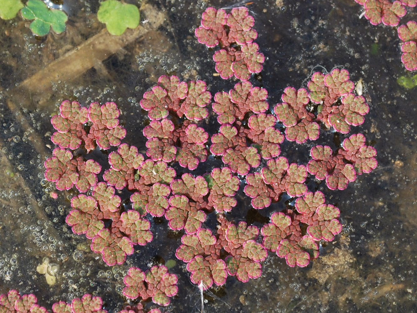 Изображение особи Azolla filiculoides.