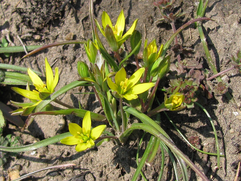 Image of genus Gagea specimen.