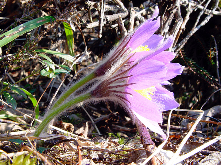 Image of Pulsatilla patens specimen.