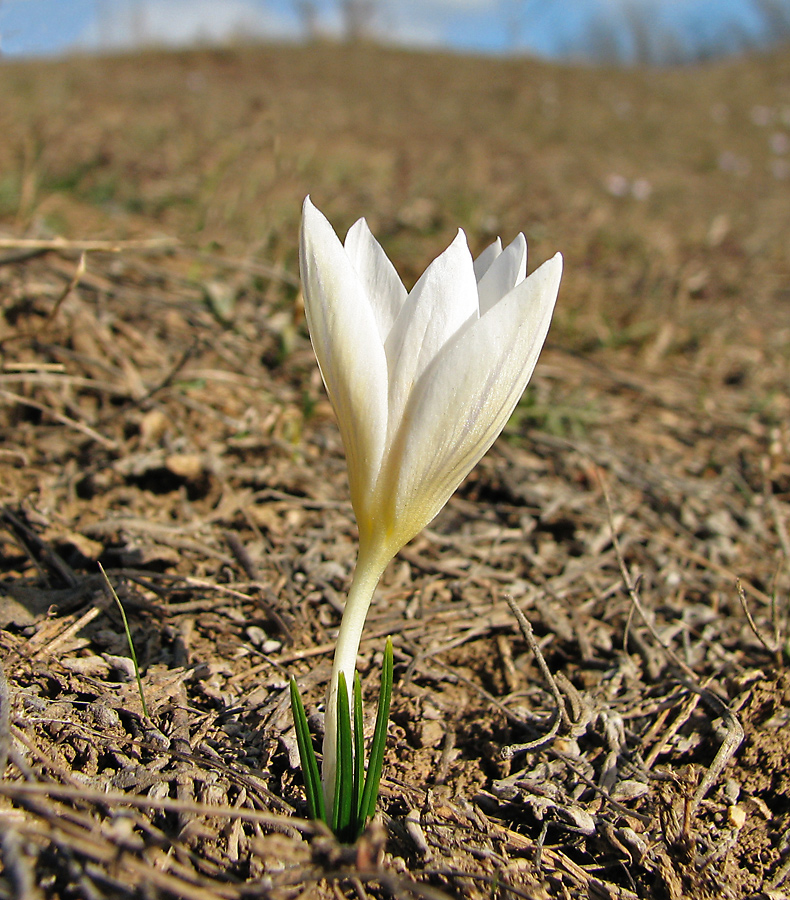 Изображение особи Crocus reticulatus.