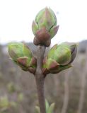 Syringa vulgaris