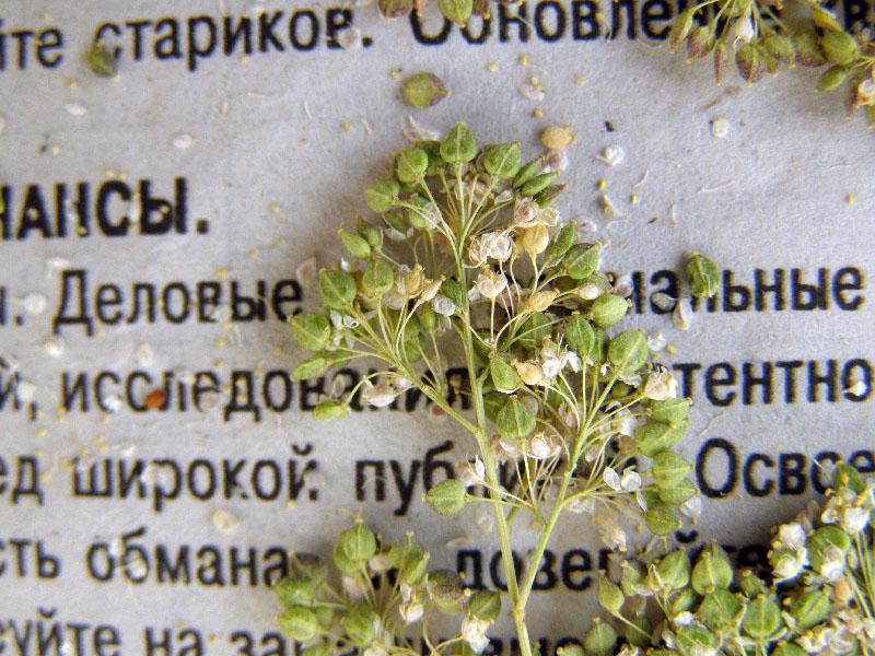 Image of Lepidium latifolium specimen.