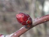 genus Crataegus. Почка. Украина, г. Запорожье, в культуре. 03.03.2013.