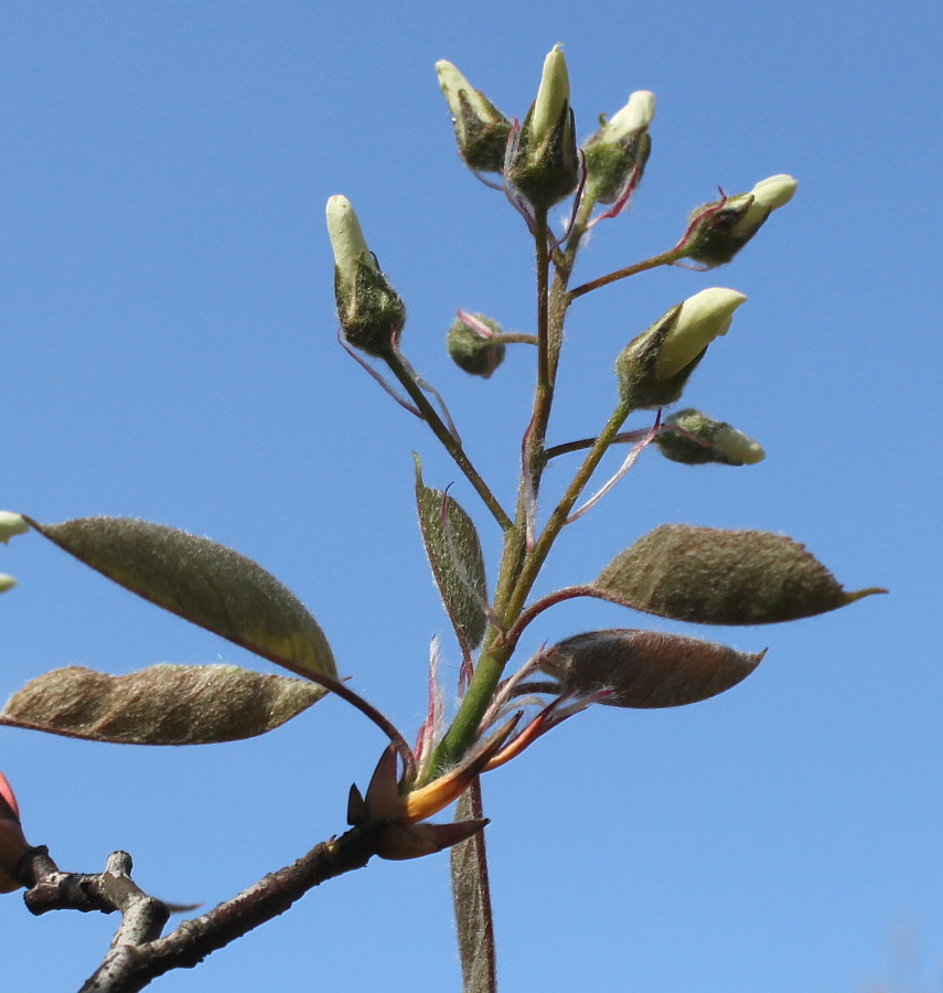 Image of Amelanchier laevis specimen.