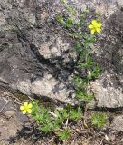 Potentilla argentea