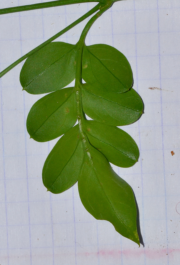 Image of Jasminum polyanthum specimen.