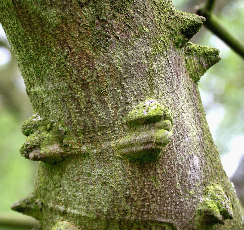 Image of Zanthoxylum armatum specimen.