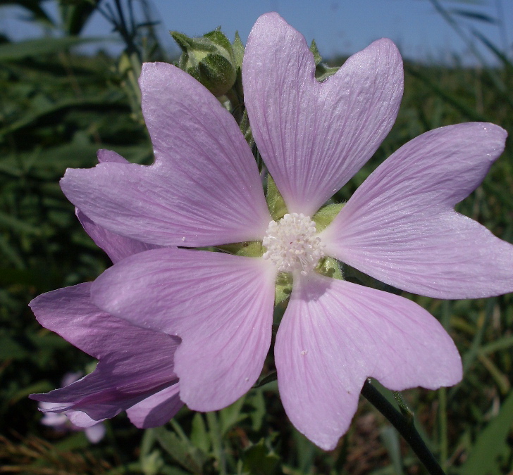 Image of Malva thuringiaca specimen.