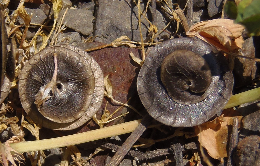 Изображение особи Medicago orbicularis.