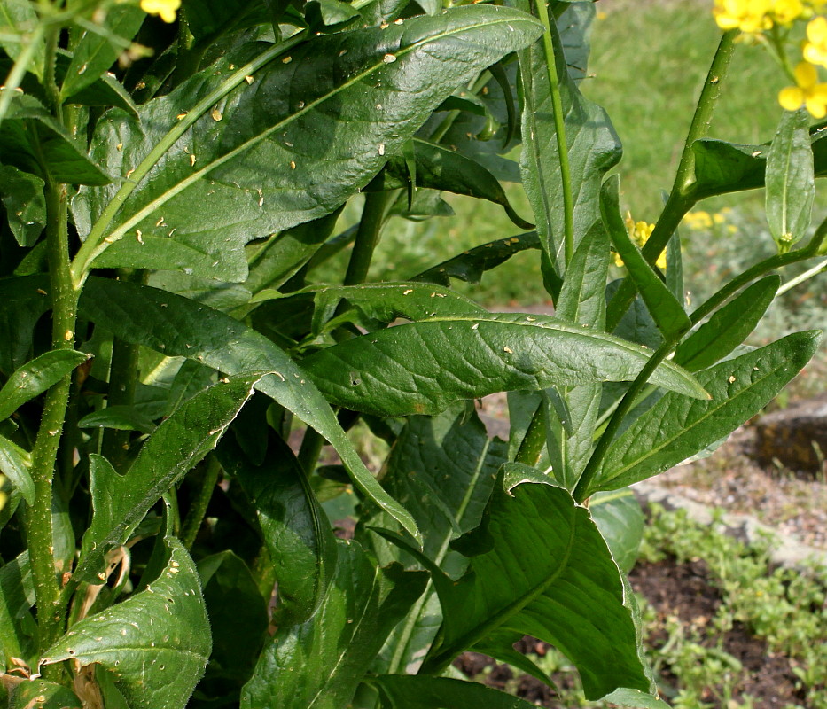 Image of Bunias orientalis specimen.