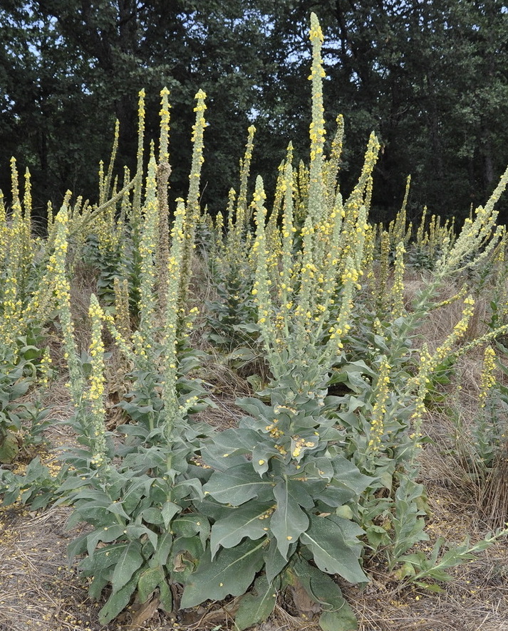 Image of genus Verbascum specimen.