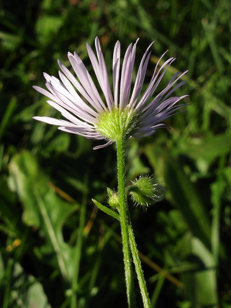 Image of Erigeron annuus specimen.