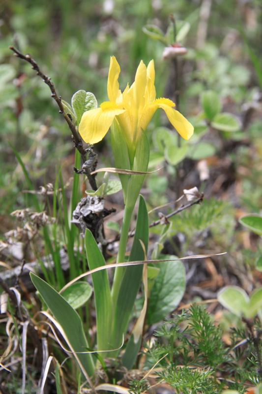 Image of Iris humilis specimen.