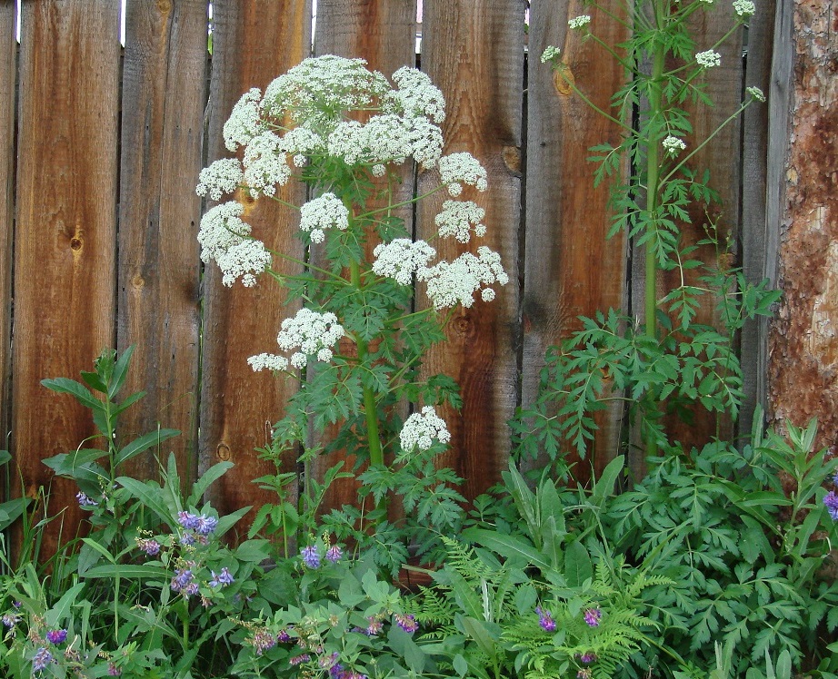 Изображение особи Pleurospermum uralense.