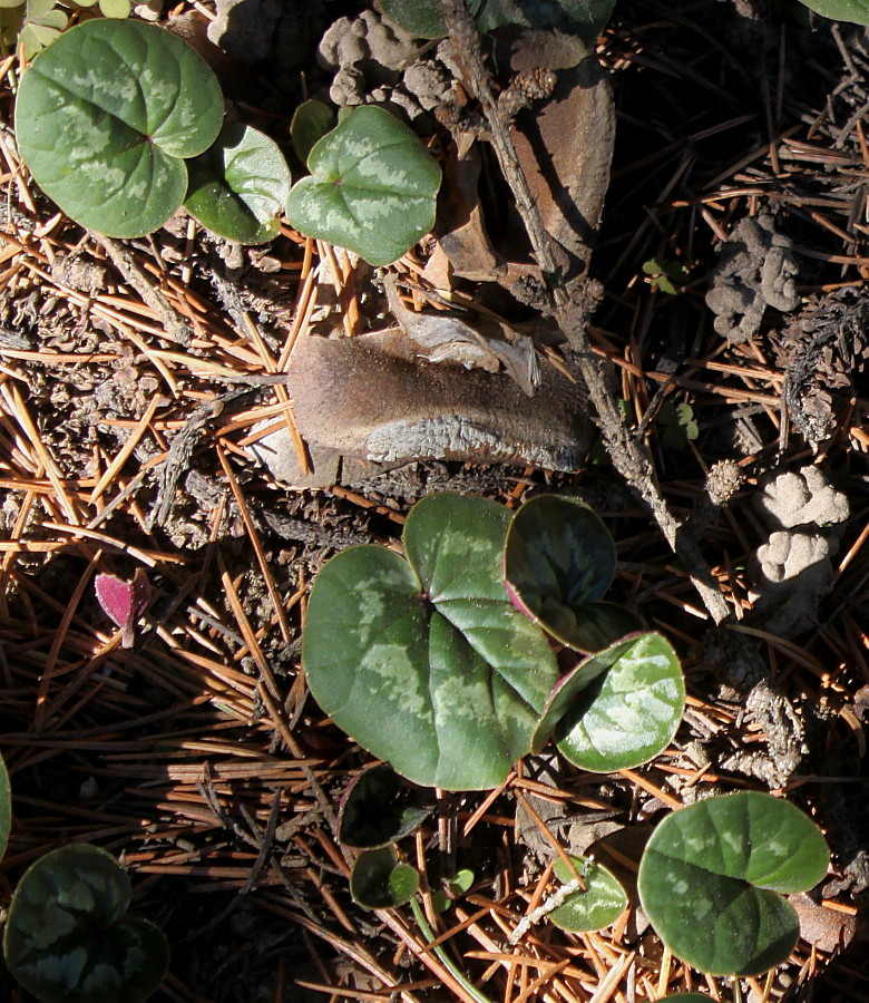 Image of Cyclamen coum specimen.