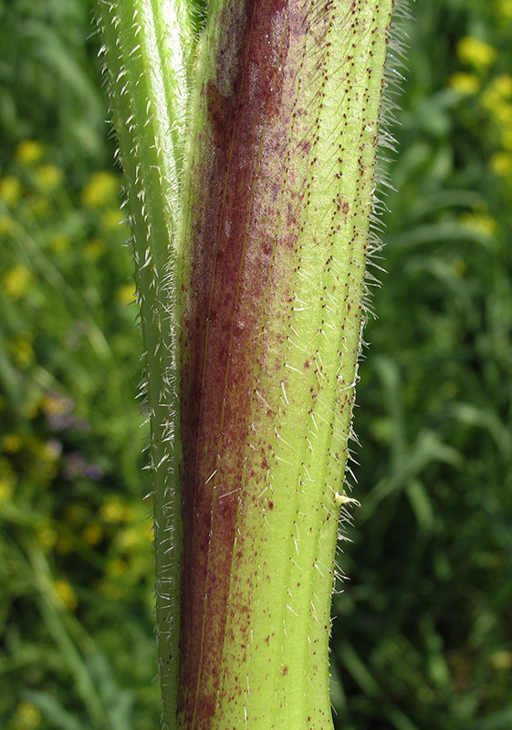 Image of Heracleum sibiricum specimen.