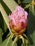 Rhododendron calophytum. Раскрывающееся соцветие. Германия, г. Дюссельдорф, Ботанический сад университета. 02.03.2014.
