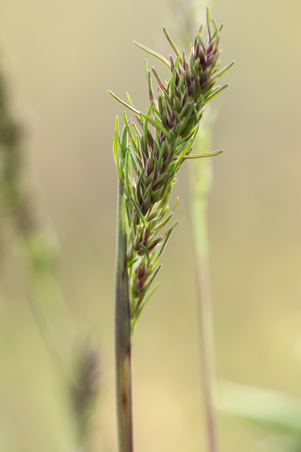 Изображение особи Poa bulbosa ssp. vivipara.