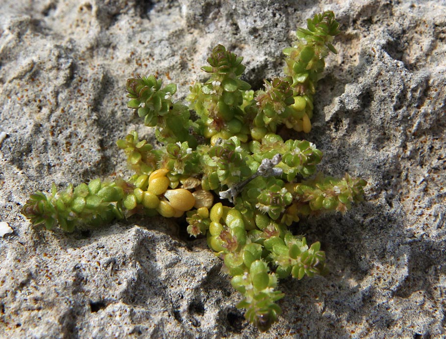 Image of Valantia muralis specimen.