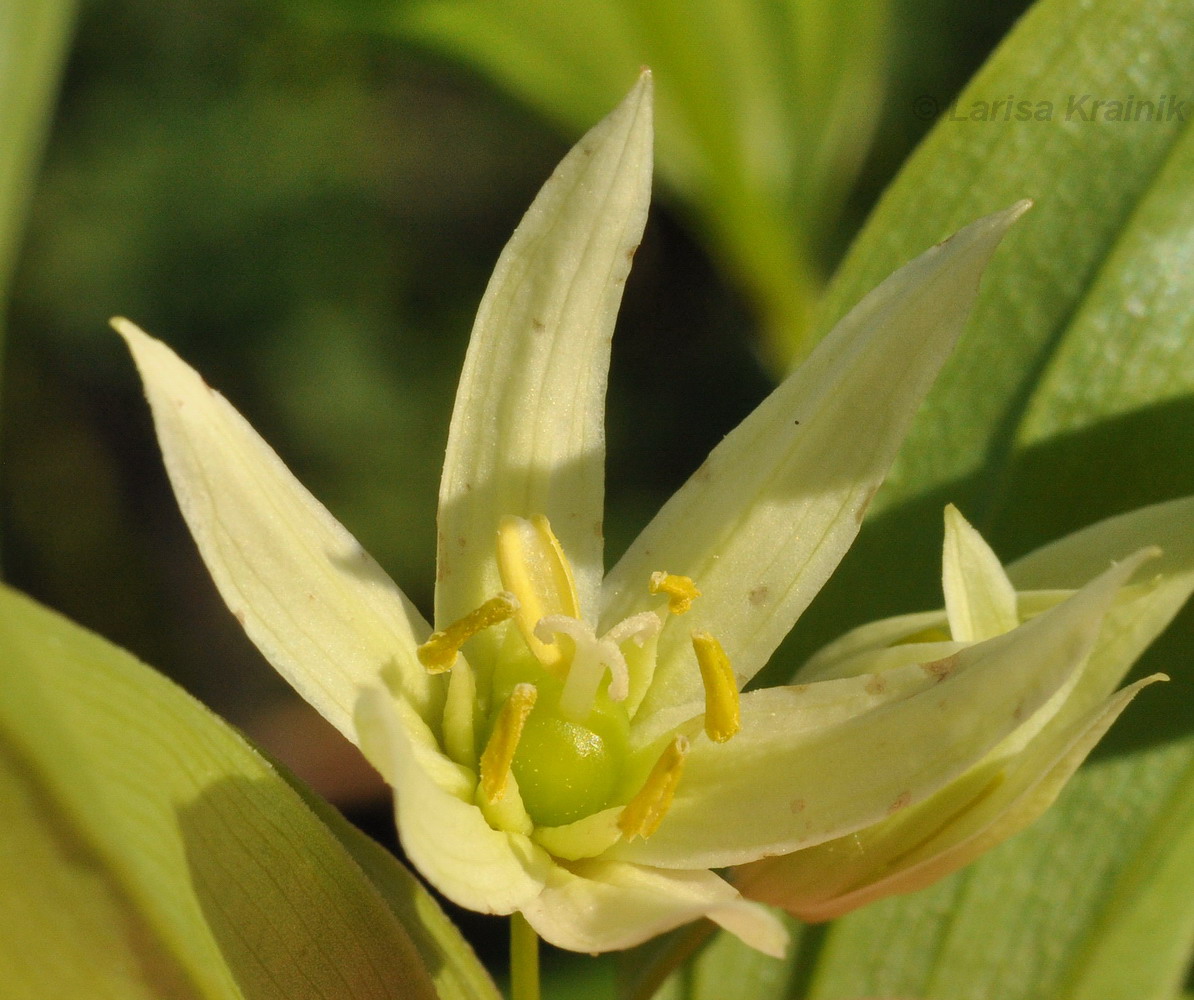 Image of Disporum smilacinum specimen.