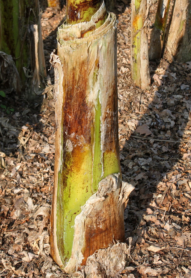 Image of Musa basjoo specimen.