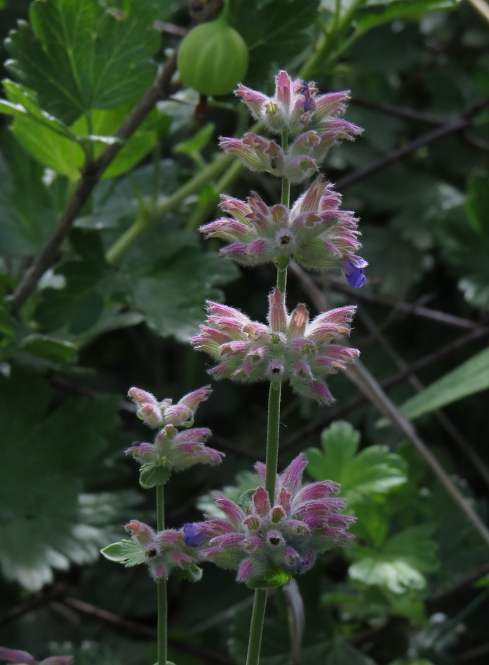 Изображение особи Nepeta mussinii.