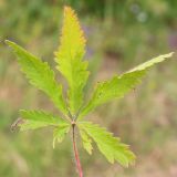 Potentilla obscura. Лист. Ростовская обл., Неклиновский р-н, Большенеклиновское с/п, дол. р. Миус. 25.06.2014.