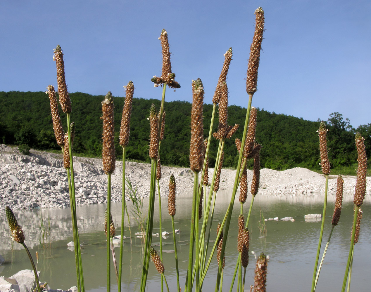 Изображение особи Plantago lanceolata.