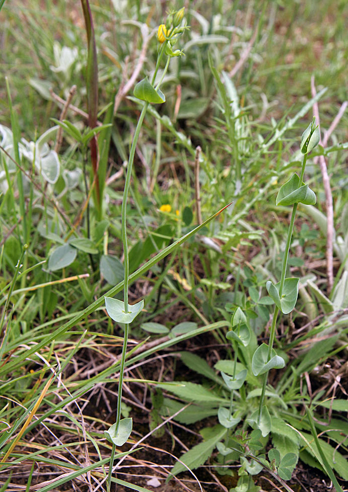 Image of Blackstonia perfoliata specimen.