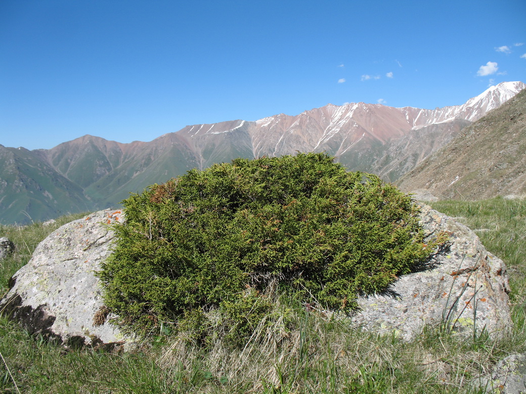 Image of Juniperus pseudosabina specimen.