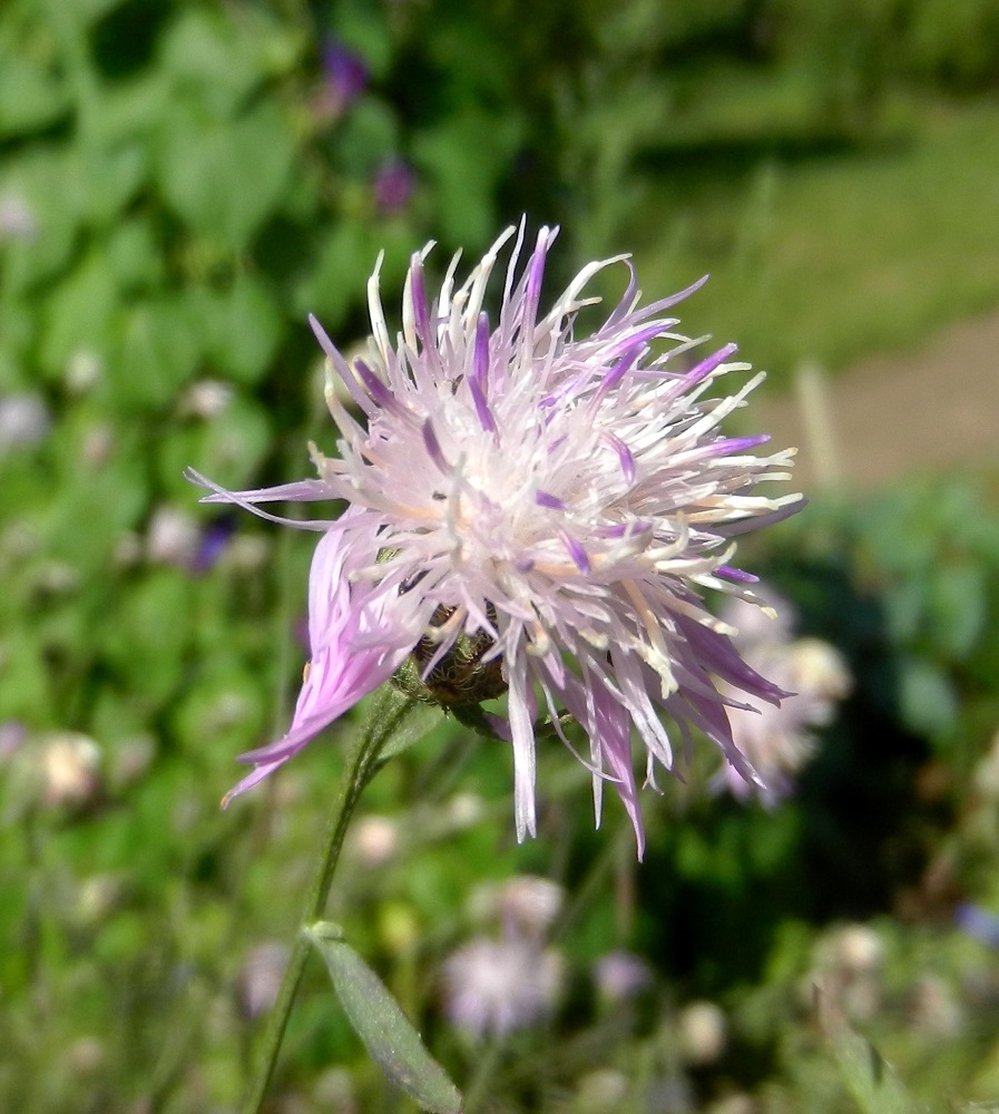 Изображение особи Centaurea stoebe.