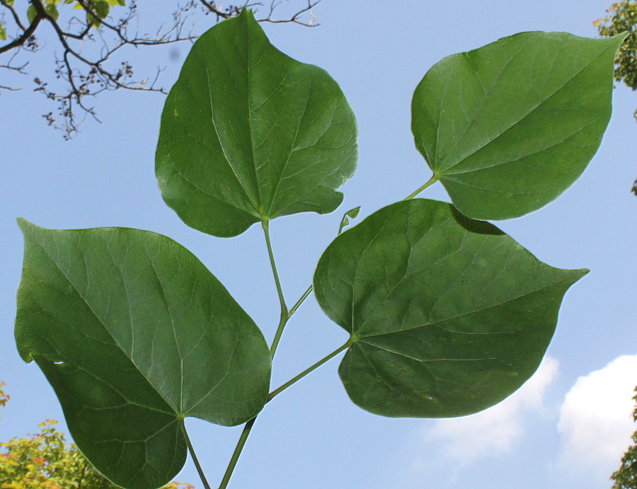 Изображение особи Cercis chinensis.