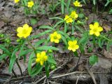 Ranunculus monophyllus