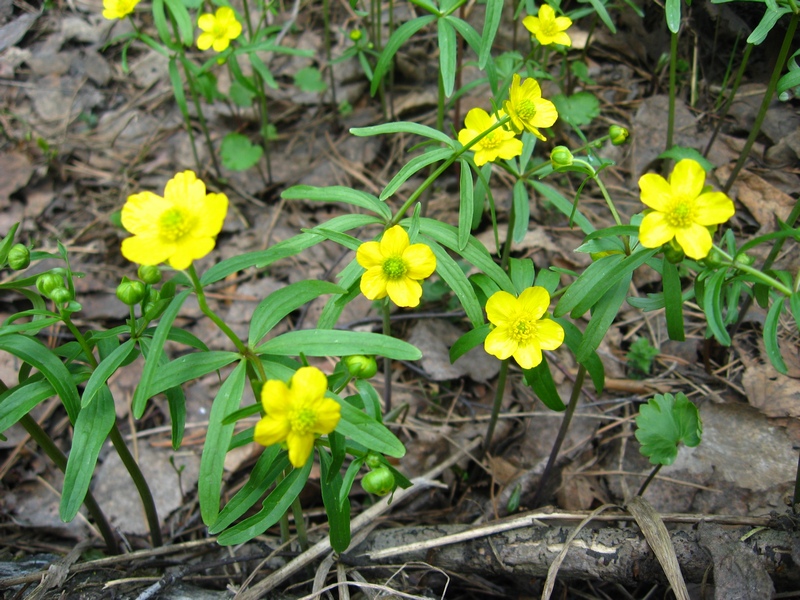 Изображение особи Ranunculus monophyllus.