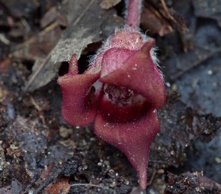 Image of Asarum canadense specimen.