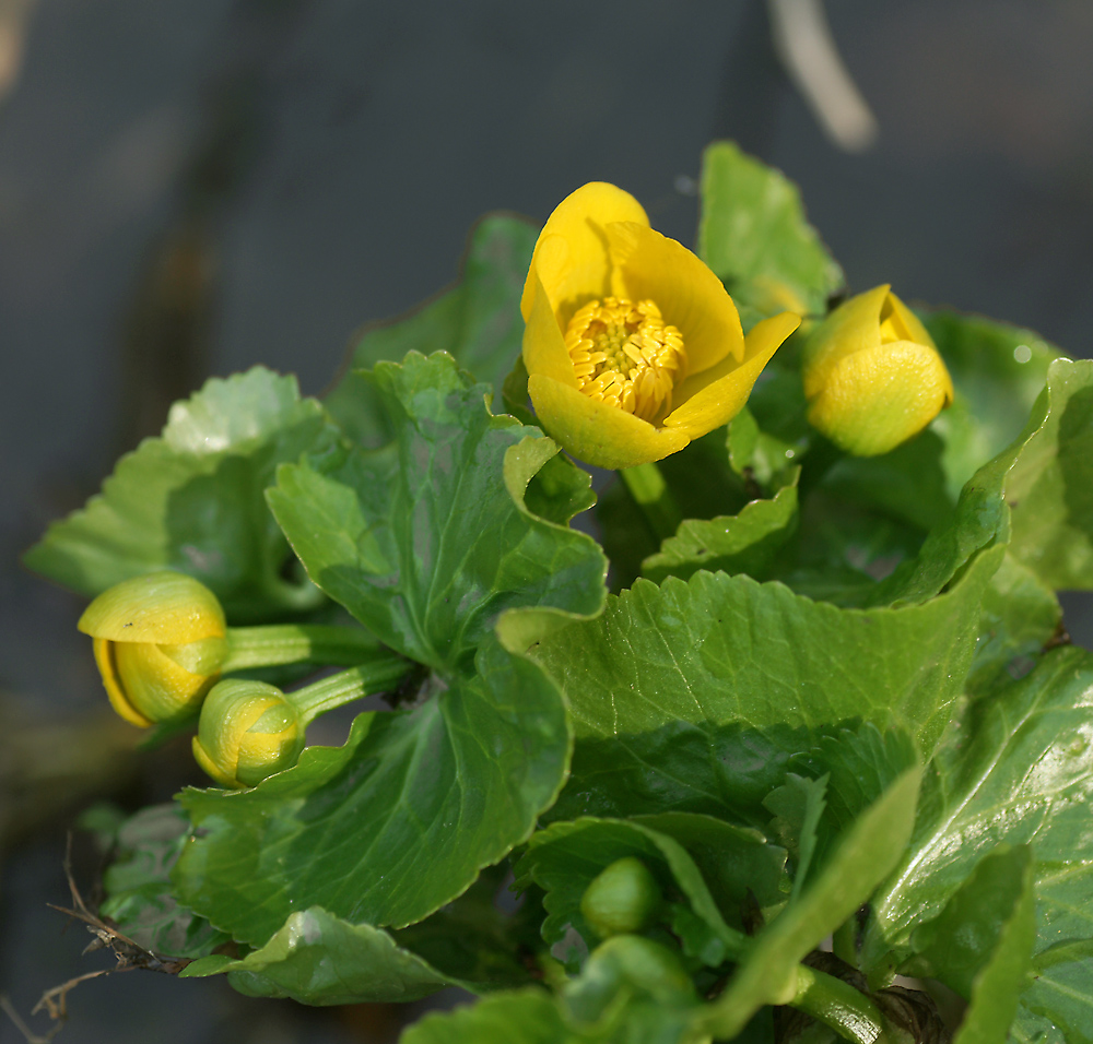 Image of Caltha palustris specimen.