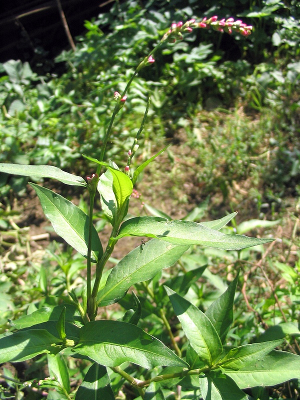 Image of Persicaria hydropiper specimen.